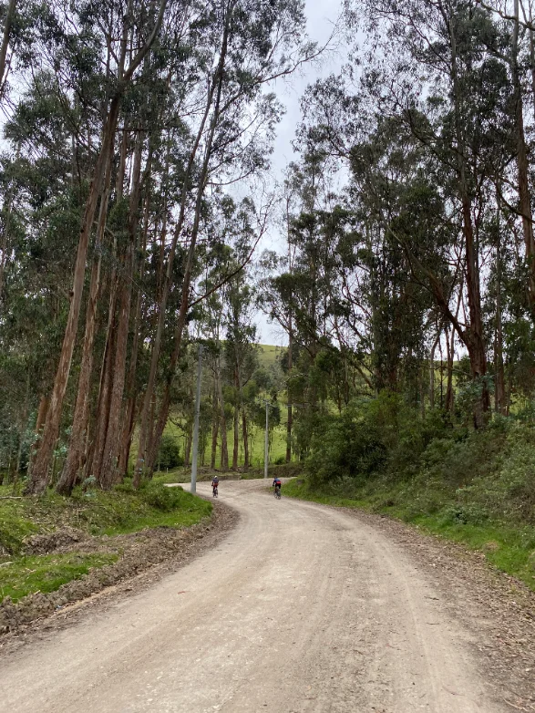 Camino rural de tierra rodeado de eucaliptos en la ruta de Rural Gravel Tour, Suesca